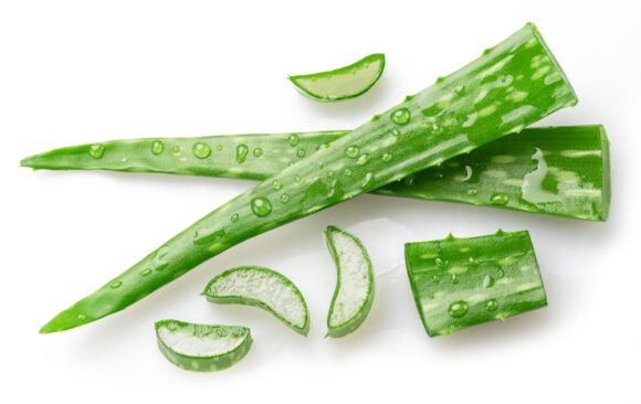 Fresh,cuts,of,aloe,vera,leaf,covered,with,water,drops