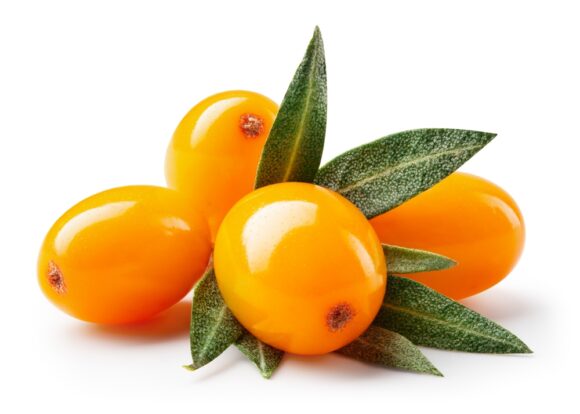 Buckthorn,isolated.,sea,buckthorn,with,leaves,on,white,background.,buckthorn